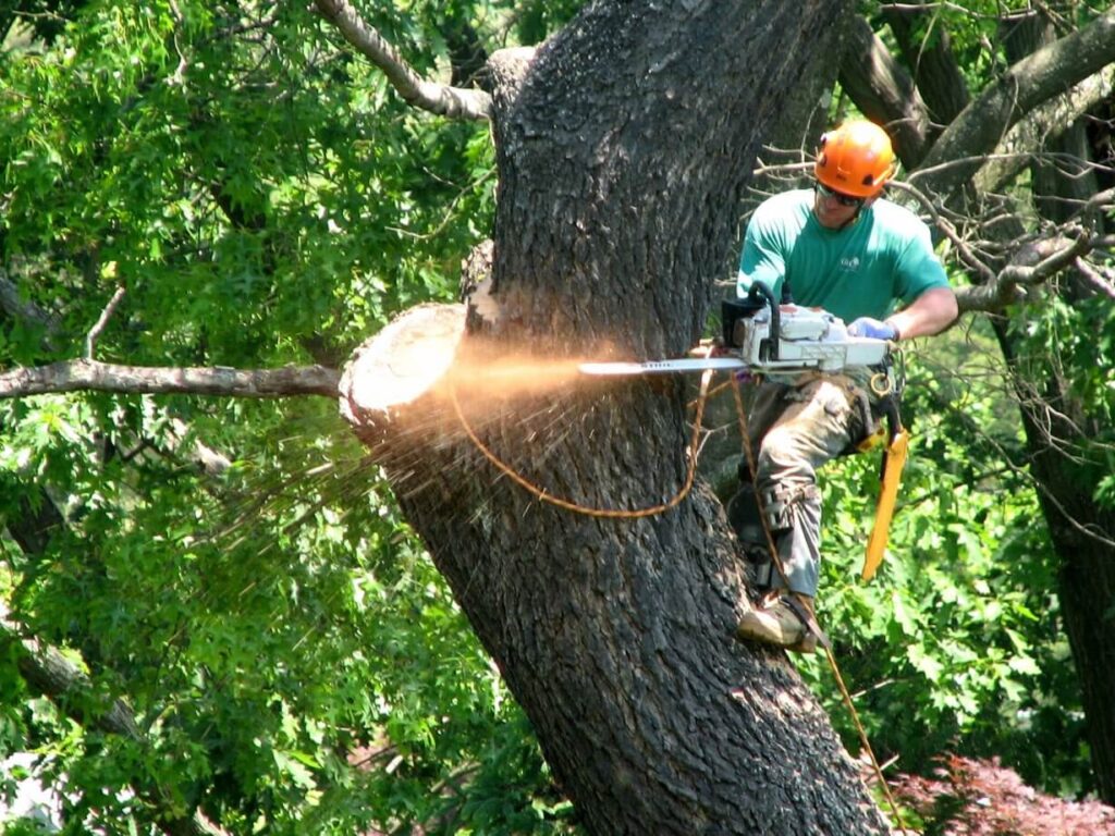 Best Tree Removal Services in Sydney2 Best Tree Removal Services