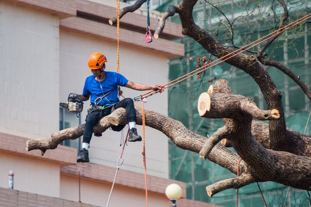 .Tree removal Central Coast to protect coastal landscapes