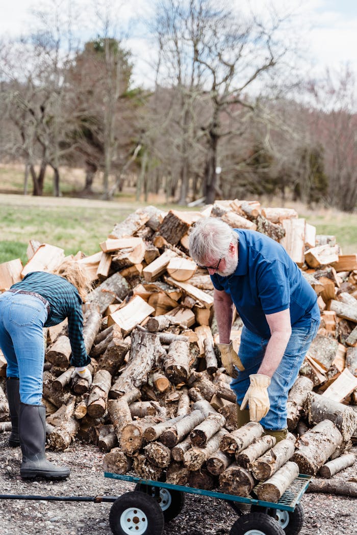 A senior couple organizing chopped firewood with a trolley outdoors during day.
