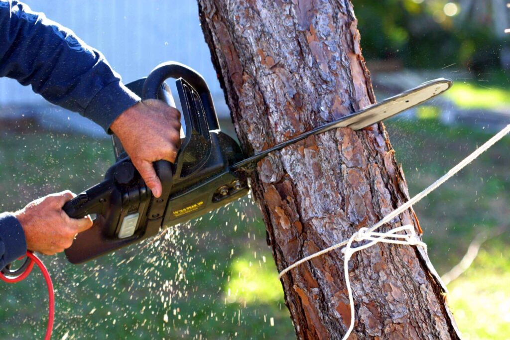 tree removel