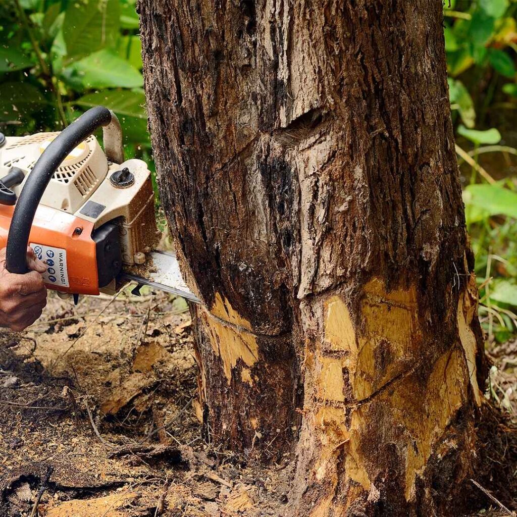 tree removel