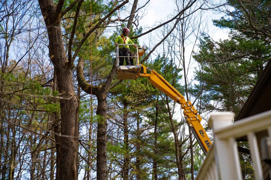 tree removel