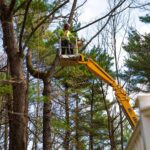 Tree removal Central Coast to protect coastal landscapes