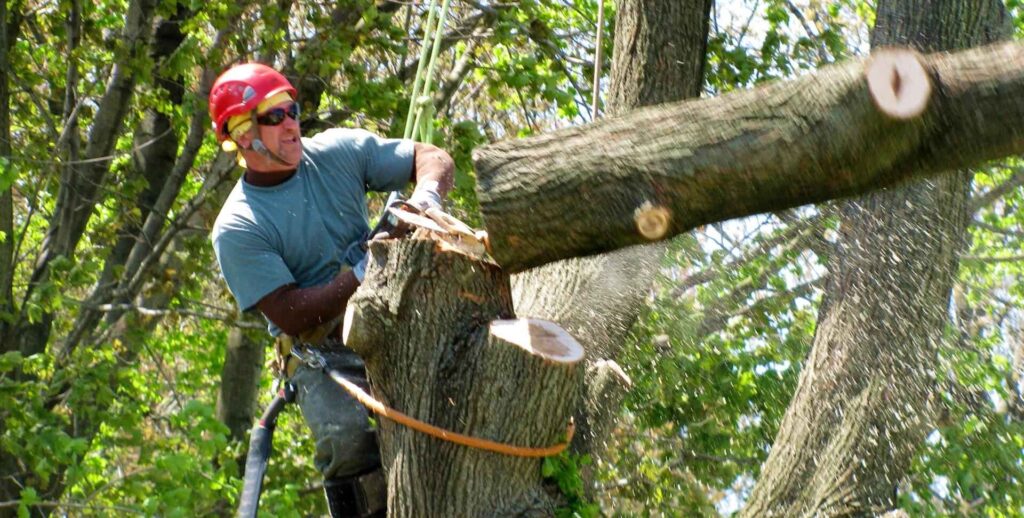 tree removel