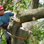 Tree Lopping Explained: Why It’s Essential for Healthy and Safe Trees