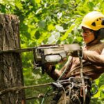 Tree Pruning Near Me: Which Species Benefit the Most?