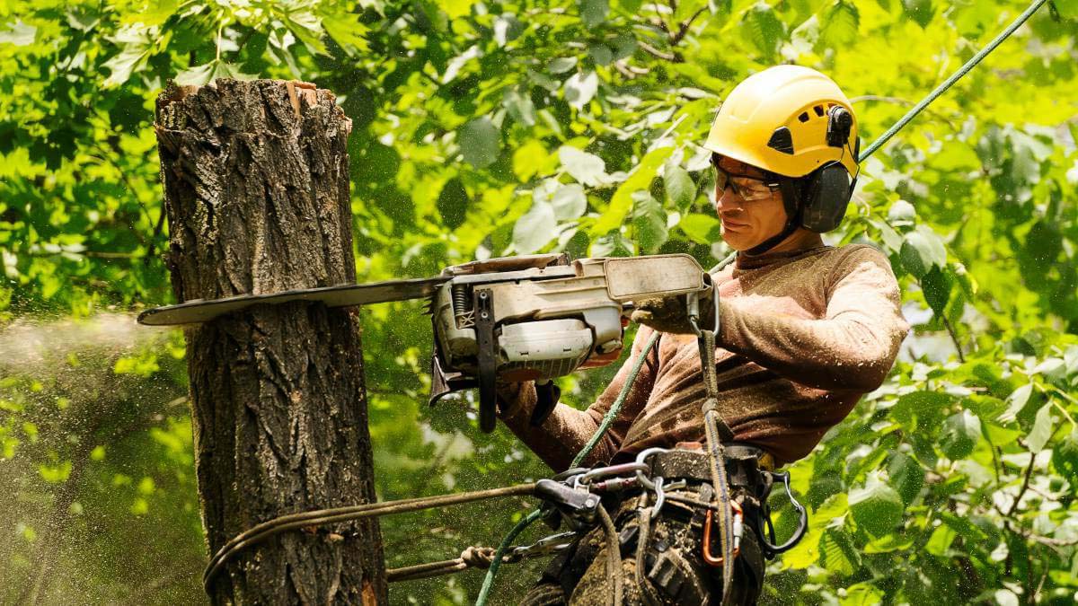 Tree Pruning Near Me