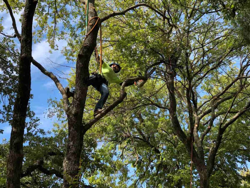 Tree Pruning Near Me