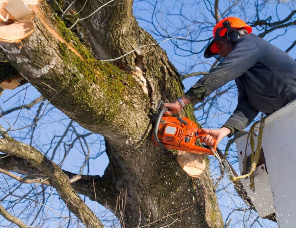 Tree Pruning Near Me