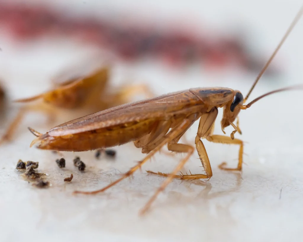 Pest Control Termite Treatment: Comprehensive Protection for Your Property