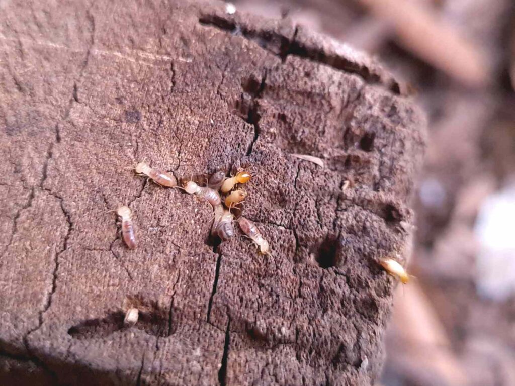 Home Termite Control Tips to Keep Your Property Safe

