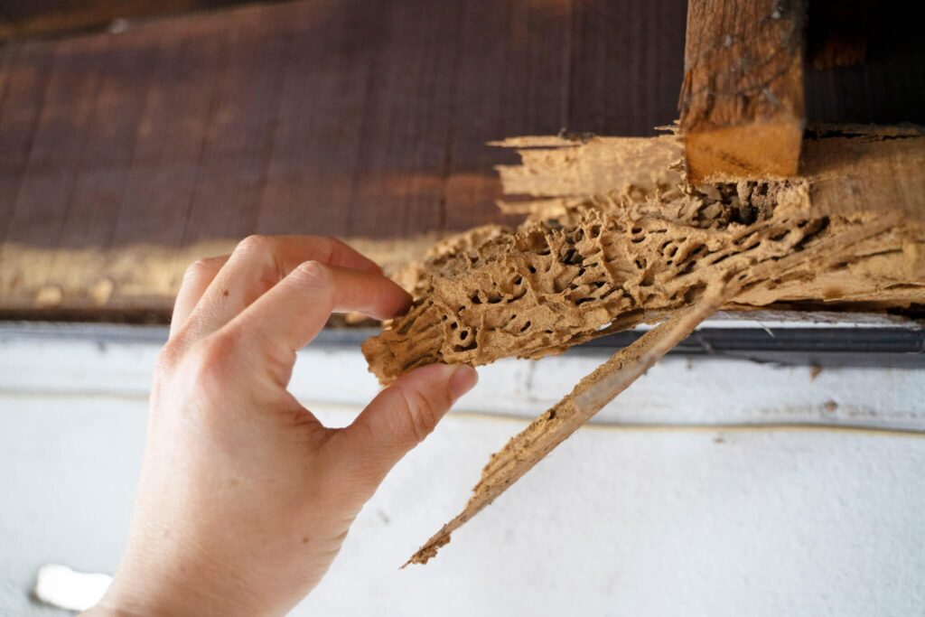 Home Termite Control Tips to Keep Your Property Safe