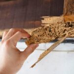 Home Termite Control Tips to Keep Your Property Safe