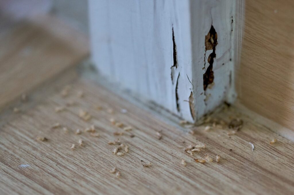 Home Termite Control Tips to Keep Your Property Safe

