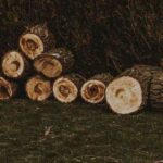 Complete Guide to Tree Stump Removal: Cost, Services, and Tips