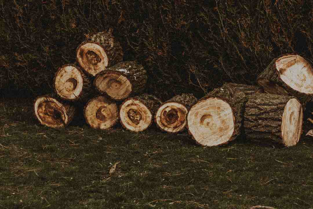 Complete Guide to Tree Stump Removal: Cost, Services, and Tips