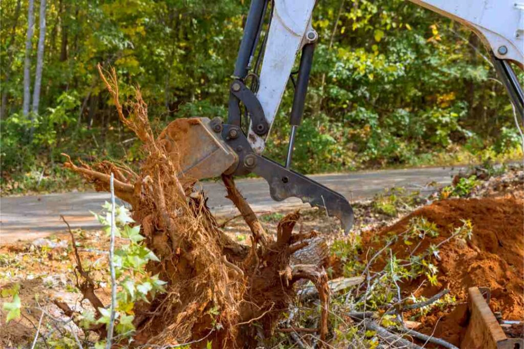 Tree Stump Grinding Services in Sydney