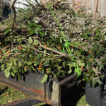 5 Signs Your Gum Tree is Dangerous | Sydney Tree Safety