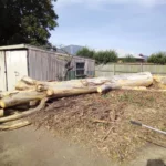 7 Signs Your Tree Needs Immediate Tree Lopping