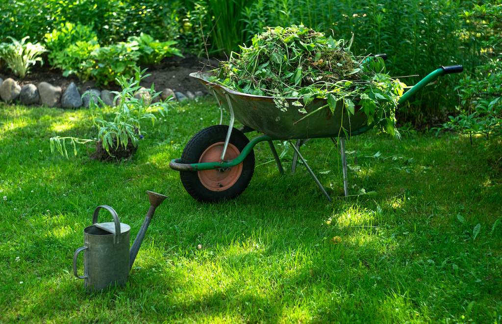 Stump Grinding vs. Full Tree Stump Removal – Which is Best for Your Garden?