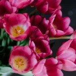 Finding the Best Florist in Neutral Bay for Every Occasion