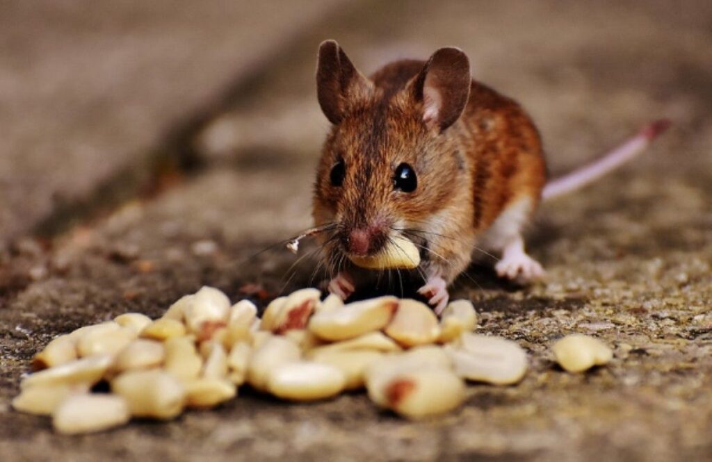 Rodent Removal Sydney