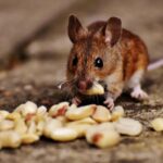 Rodent Removal Sydney: Signs You Need a Rodent Exterminator Sydney Immediately