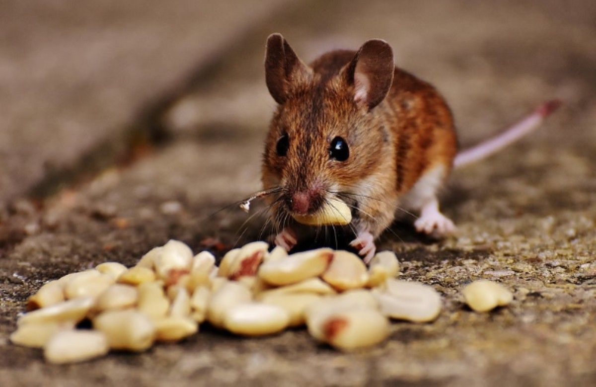 Rodent Removal Sydney