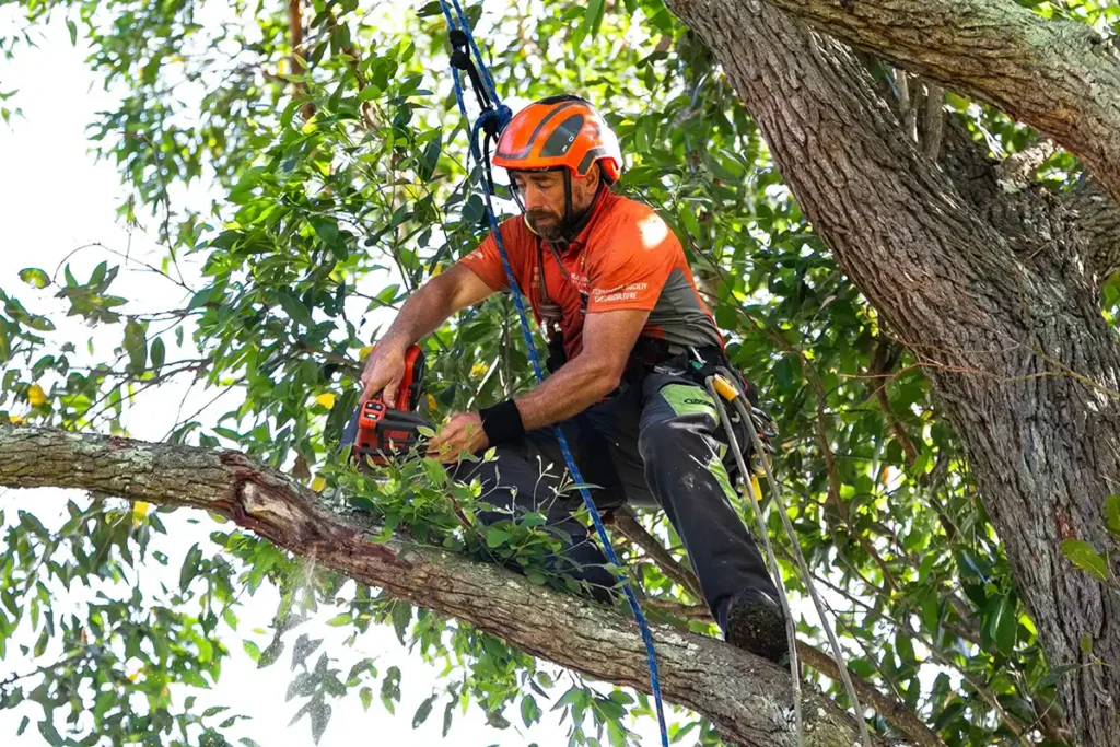Tree Loppers Sydney