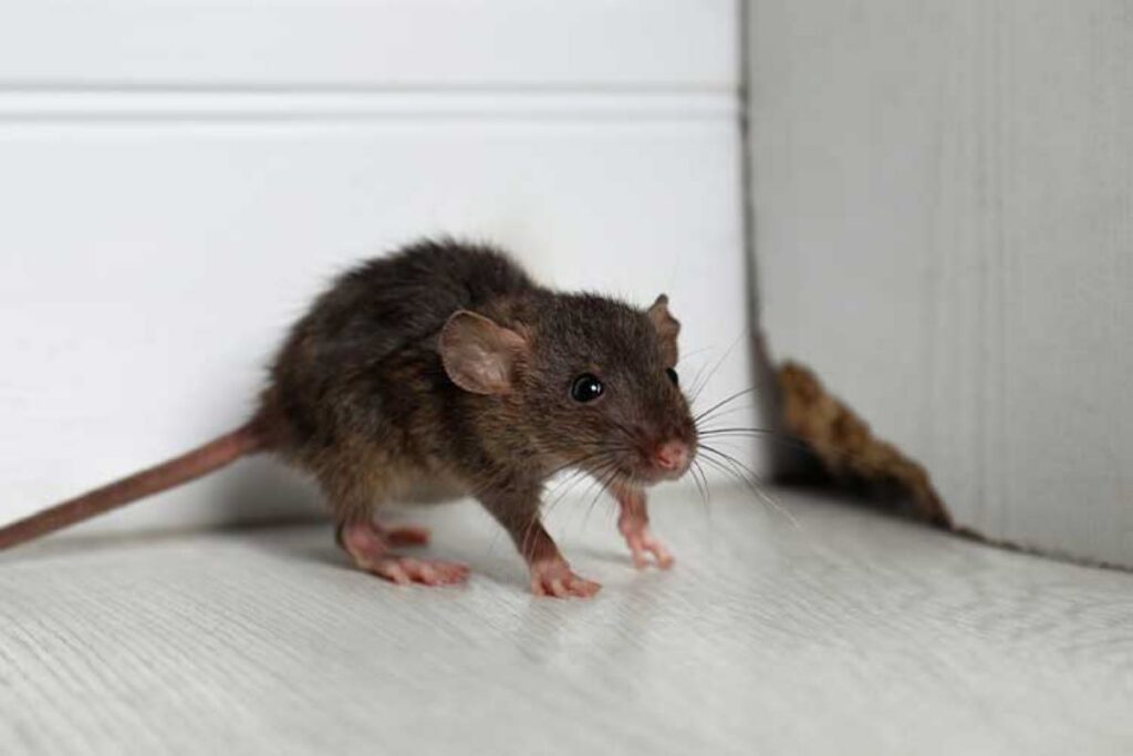 Rodent Removal Sydney