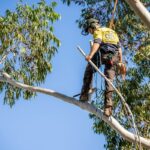 Tree Loppers Sydney: What Services Do They Typically Offer