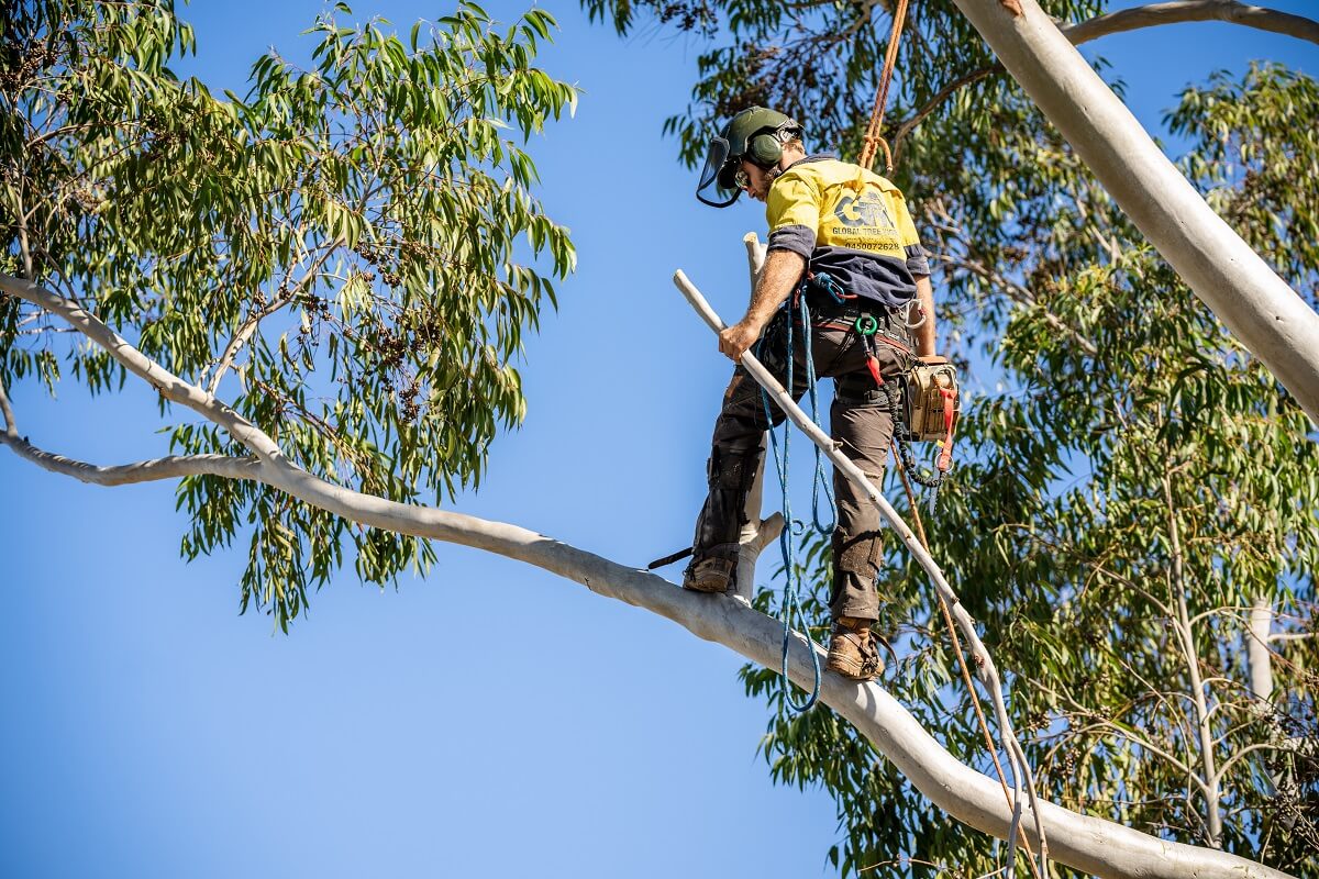 Tree Loppers Sydney