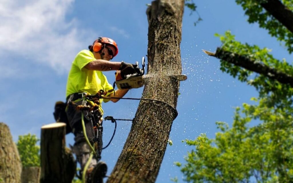 Tree Removal Near Me