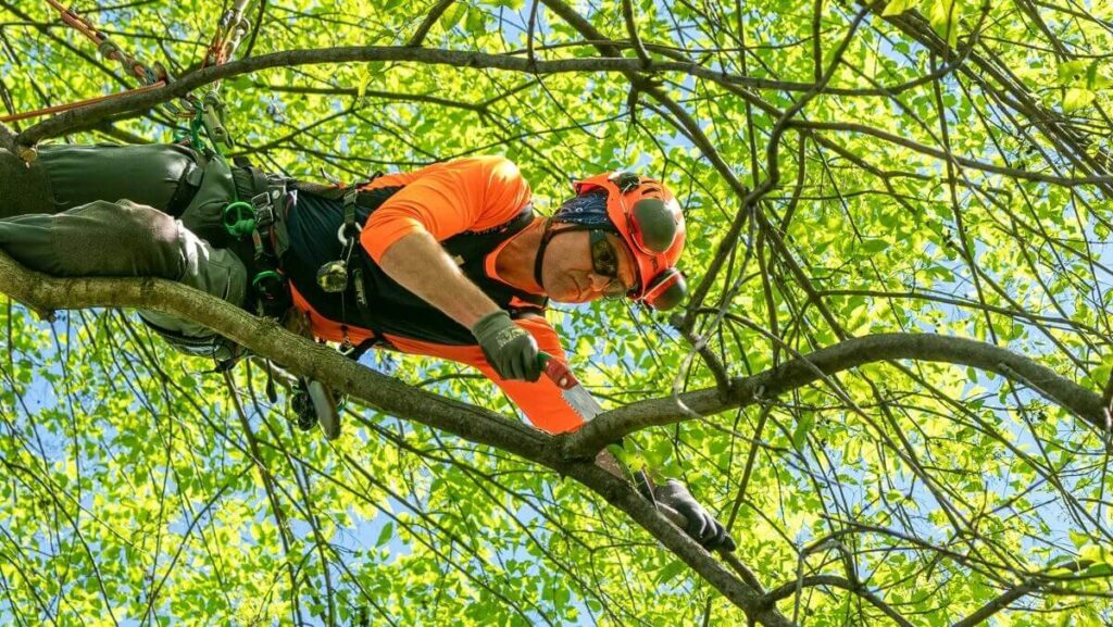 Tree Removal Near Me