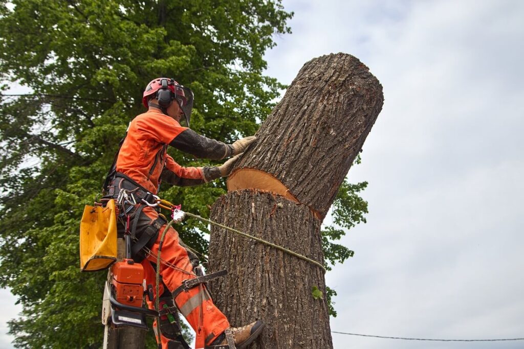 Tree Removal Near Me