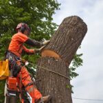 How To Find Reliable Tree Removal Near Me In Sydney Suburbs