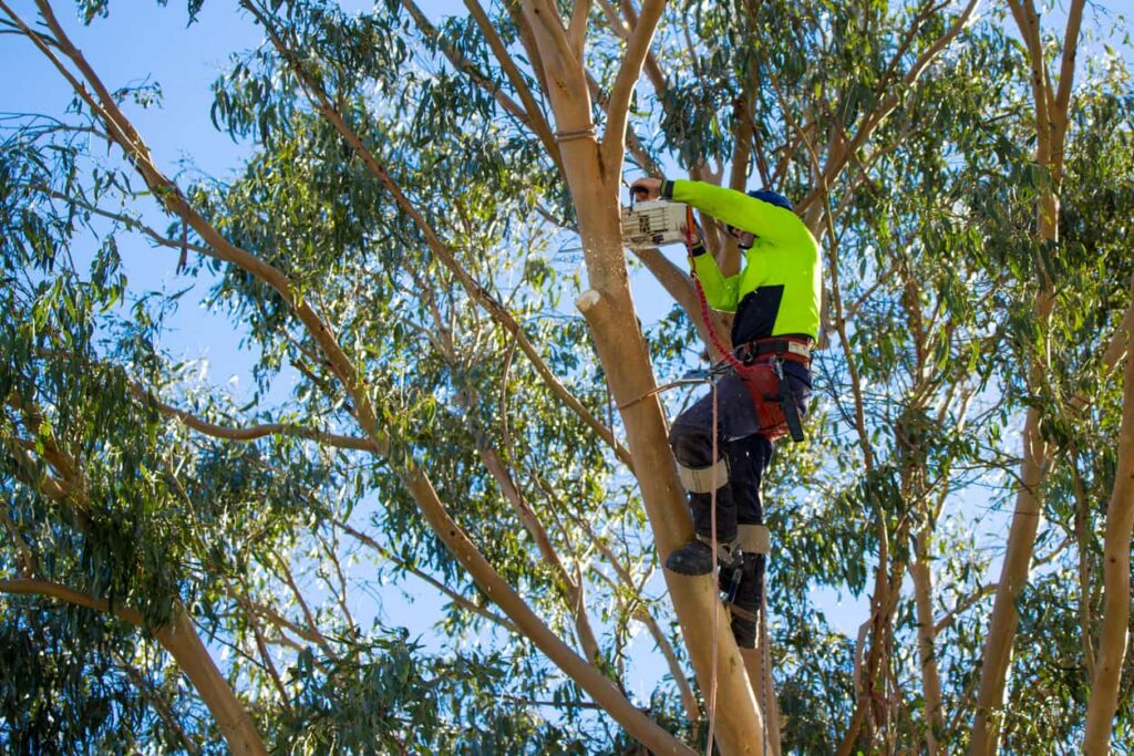 Tree Removal Near Me
