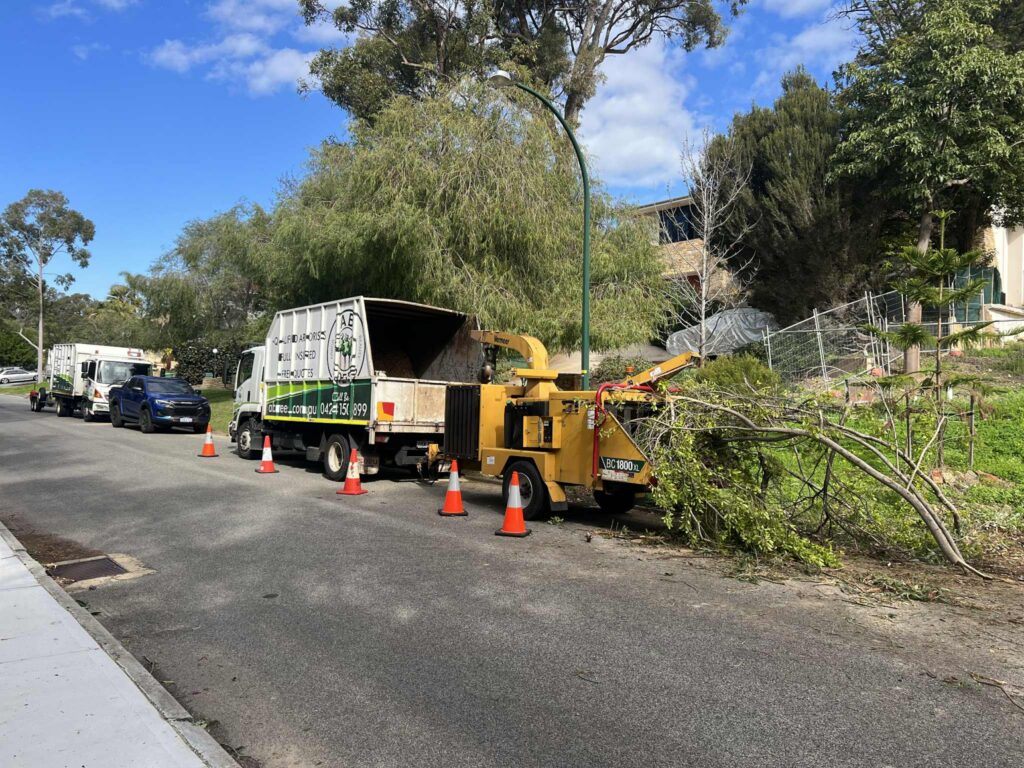 Tree Lopping Service: Crown Reduction and Size Management for Your Landscape

