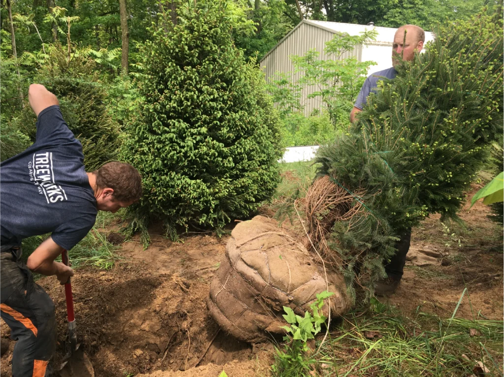 Tree Removal Company: Professional and Certified Services for Complete Solutions

