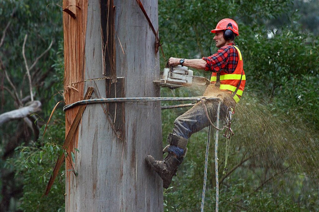 Tree Cutting Services: Professional Expertise and Safe Solutions for Tree Care

