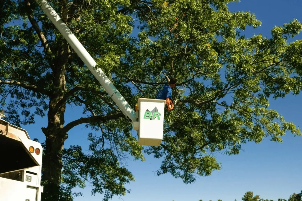 Tree Removal Company: Professional and Certified Services for Complete Solutions

