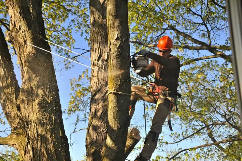 Tree Lopping