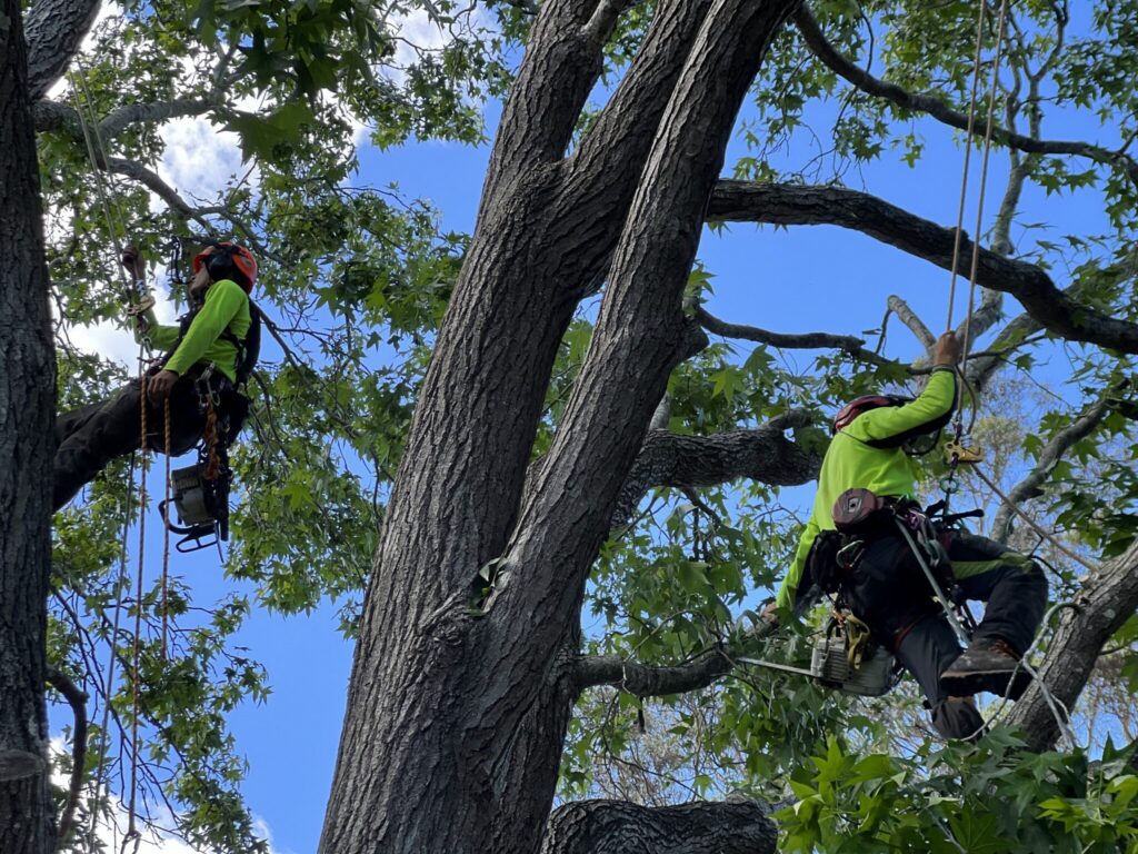 Tree Pruning Sydney: Professional Care Services and Health Benefits for Your Landscape

