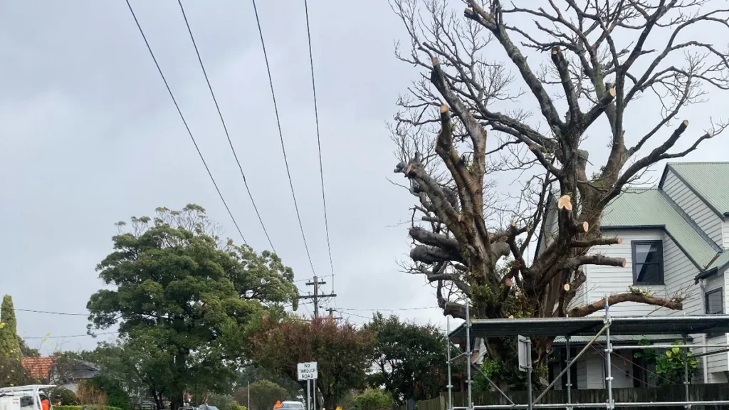 Tree Pruning Sydney: Professional Care Services and Health Benefits for Your Landscape