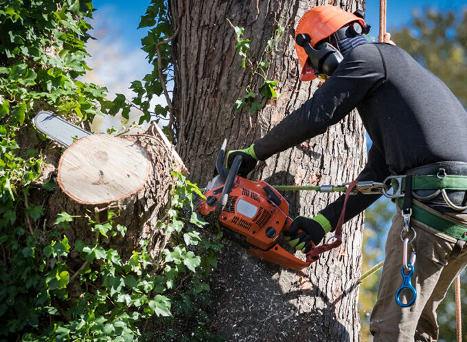 Tree Removalist