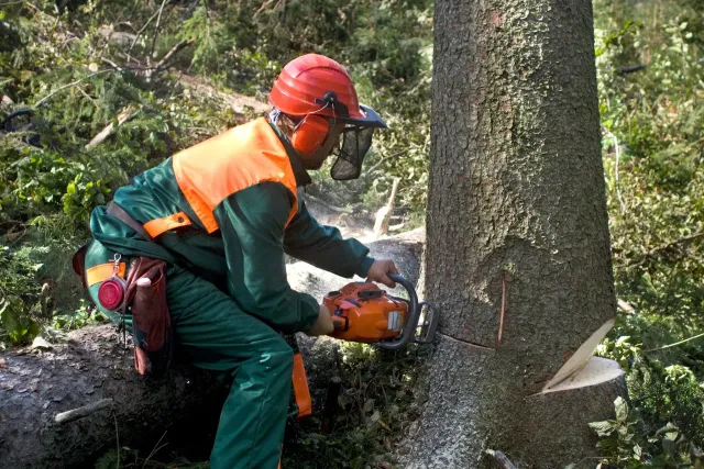 Tree Removalist