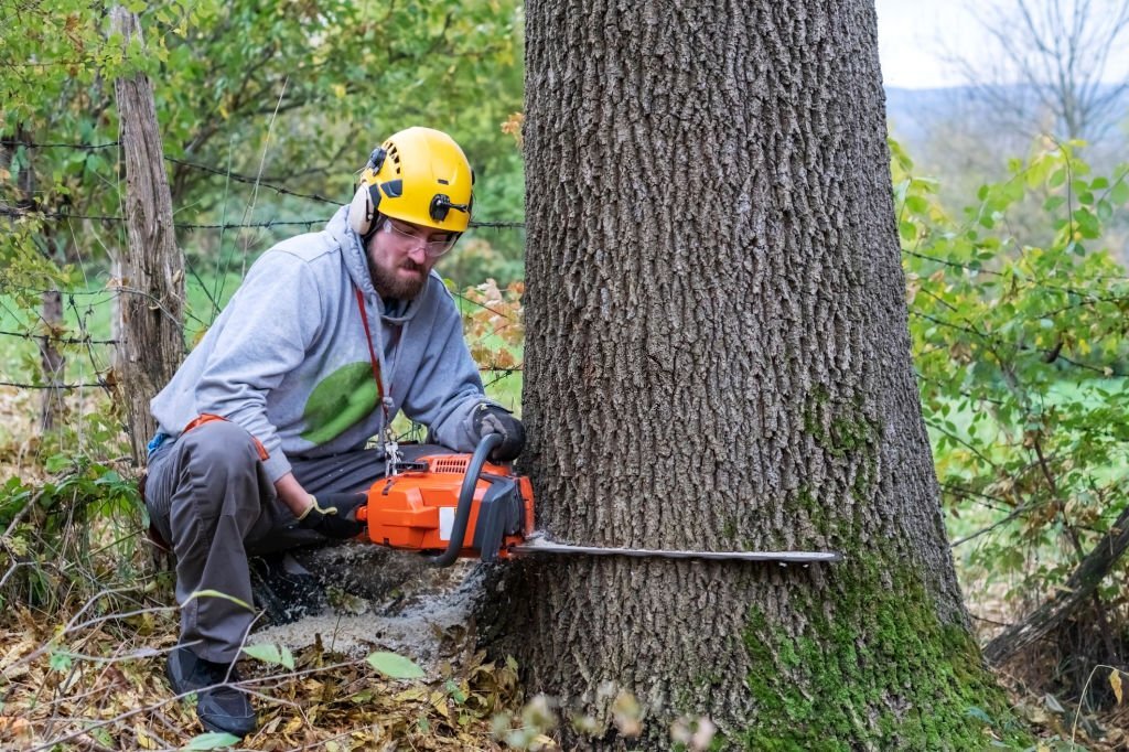Tree Removalist