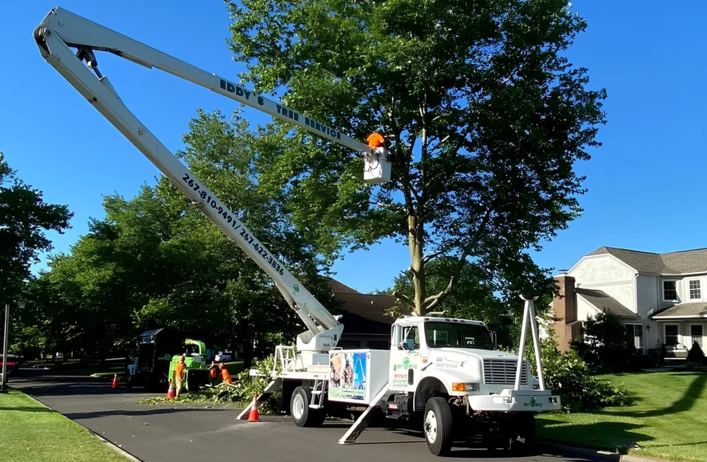 Tree Cutting Services: Professional Expertise and Safe Solutions for Tree Care