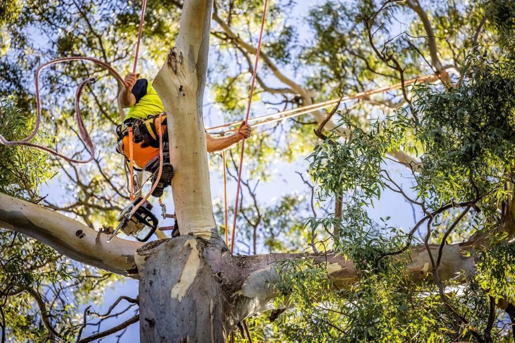 Tree Lopping Service: Crown Reduction and Size Management for Your Landscape

