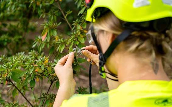 Tree Cutting Services: Professional Expertise and Safe Solutions for Tree Care

